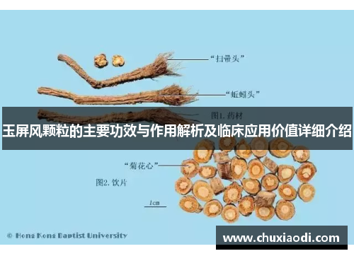 玉屏风颗粒的主要功效与作用解析及临床应用价值详细介绍